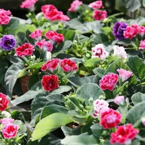 multi colour Gloxinia Flower Seeds