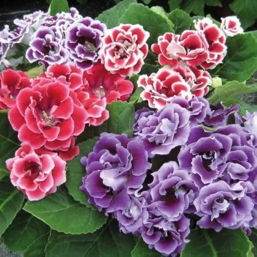 multi colour Gloxinia Flower Seeds