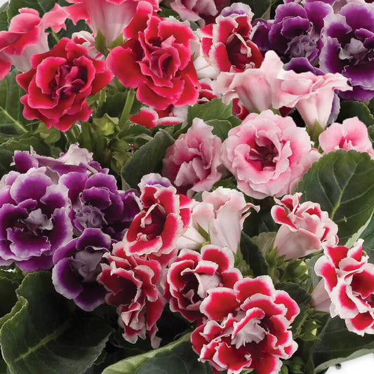 multi colour Gloxinia Flower Seeds