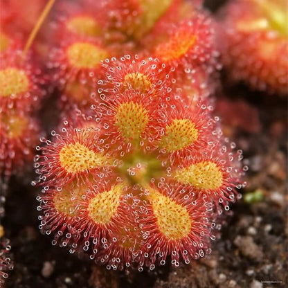 multi colour bonsai sundew seeds