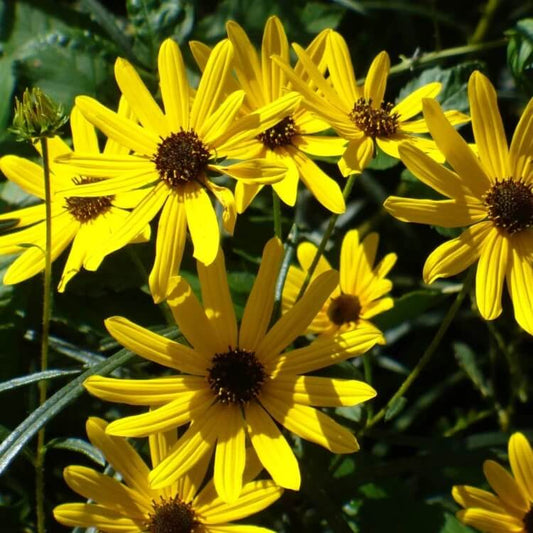narrowleaf sunflower seeds