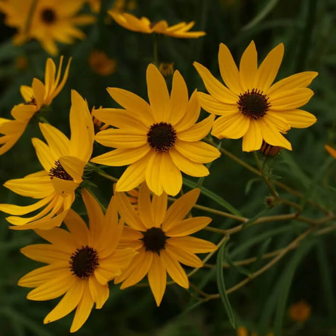 narrowleaf sunflower seeds