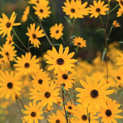 narrowleaf sunflower seeds
