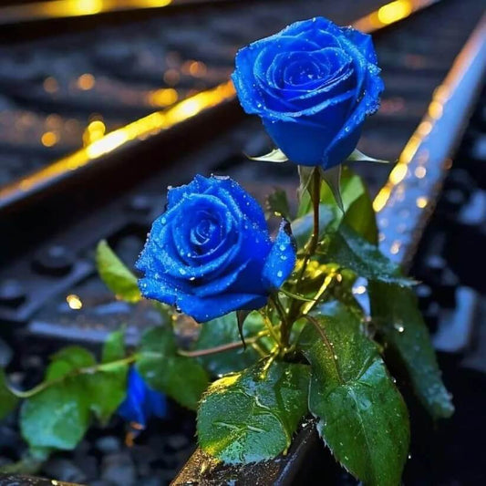 navy blue rose seeds