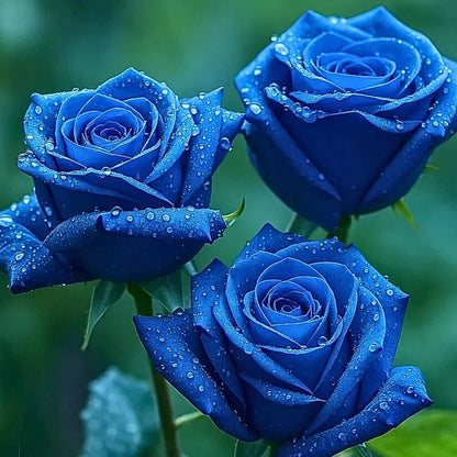 navy blue rose seeds