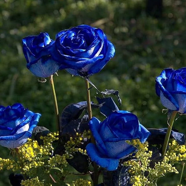 navy blue rose seeds