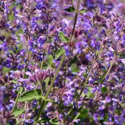 nepeta mussinii seeds