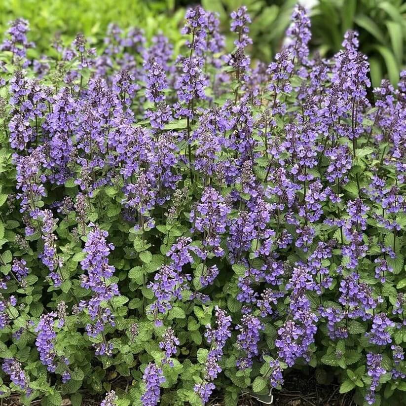 nepeta mussinii seeds
