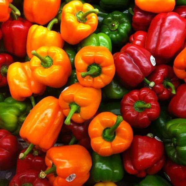 Rainbow Sweet Pepper Seeds - Vegetable Plant