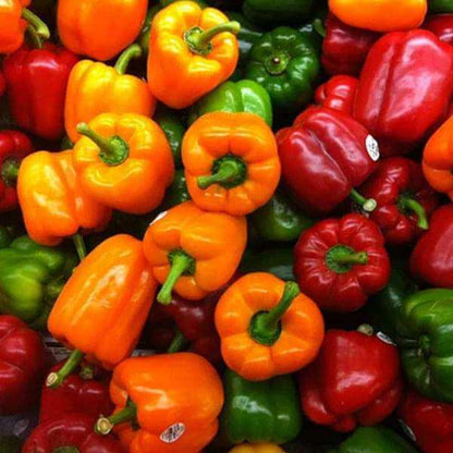 Rainbow Sweet Pepper Seeds - Vegetable Plant