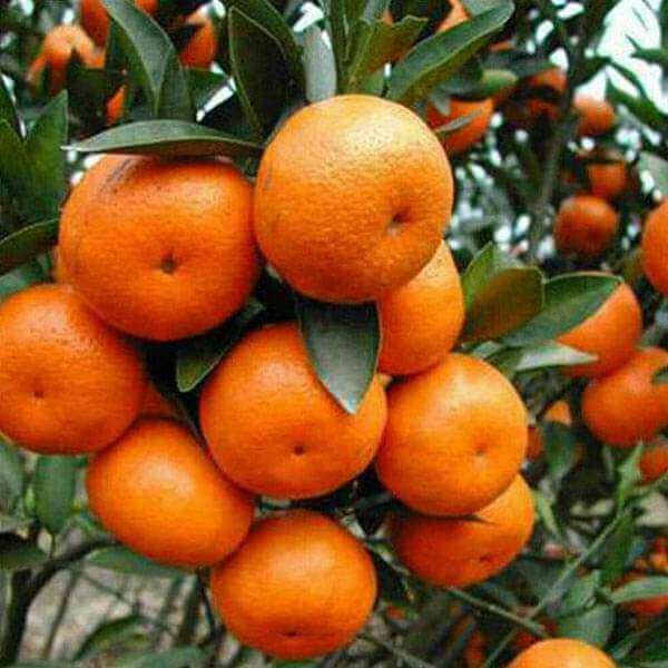Orange Seeds - Fruit Plant for Home Gardens