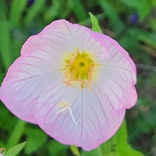 oenothera speciosa seeds