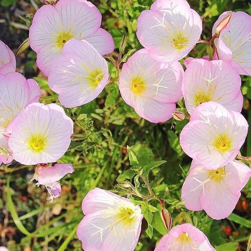 oenothera speciosa seeds