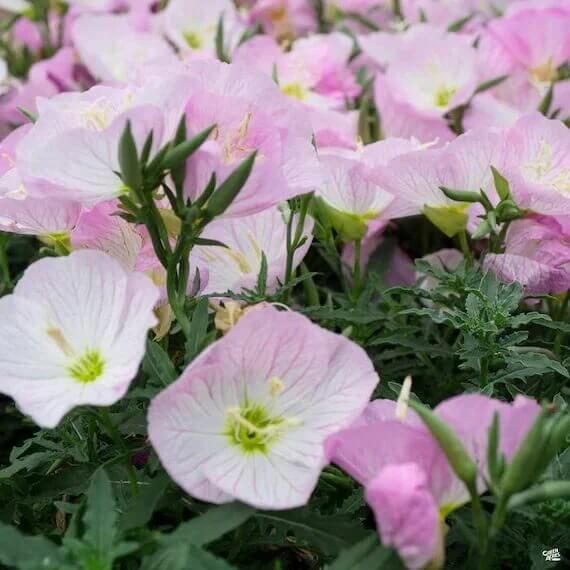 oenothera speciosa seeds