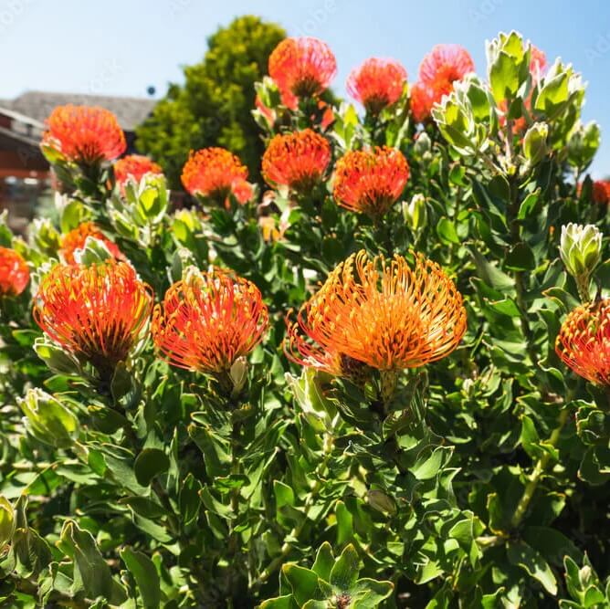 orange Protea  Seeds