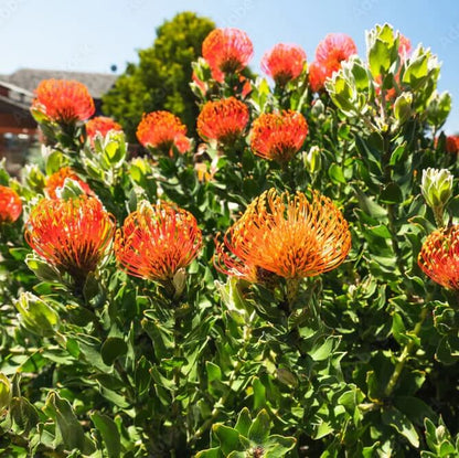 orange Protea  Seeds