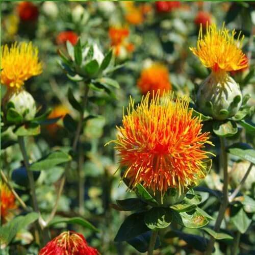 orange Protea  Seeds