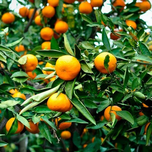 orange citrus reticulata seeds