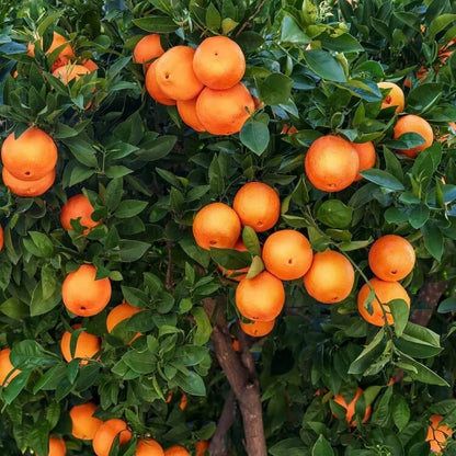 orange citrus reticulata seeds