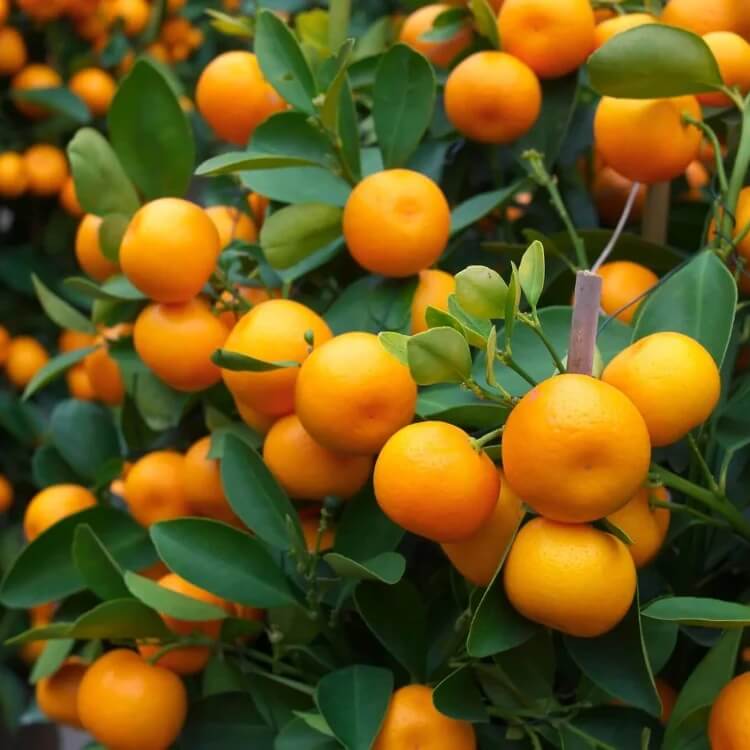 orange citrus reticulata seeds