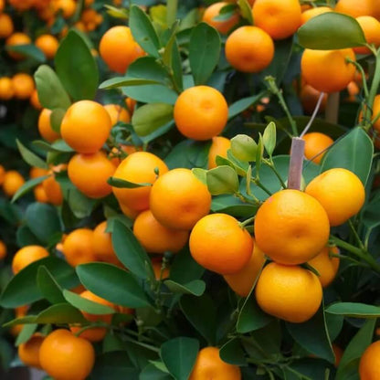 orange citrus reticulata seeds