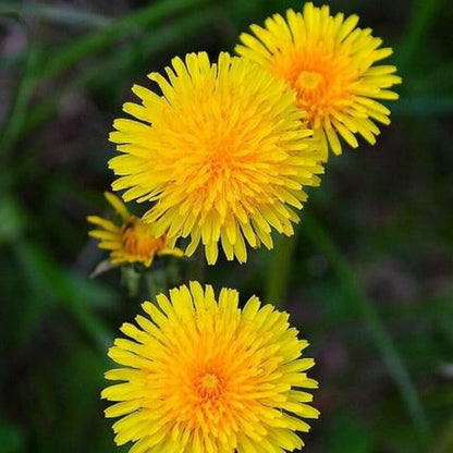 organic dandelion seeds - Herbal Plant