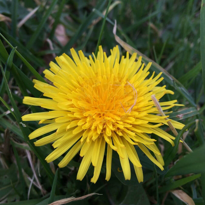 organic dandelion seeds - Herbal Plant