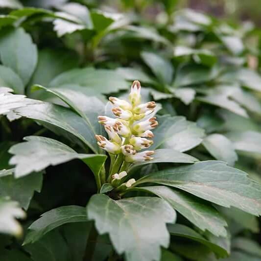 pachysandra  Seeds