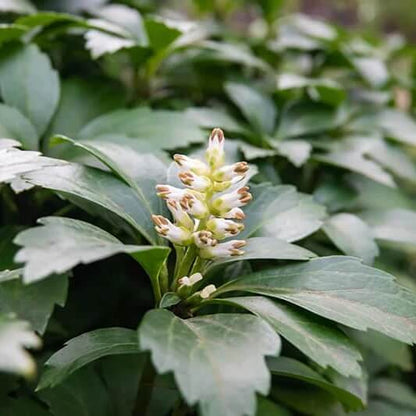 pachysandra  Seeds