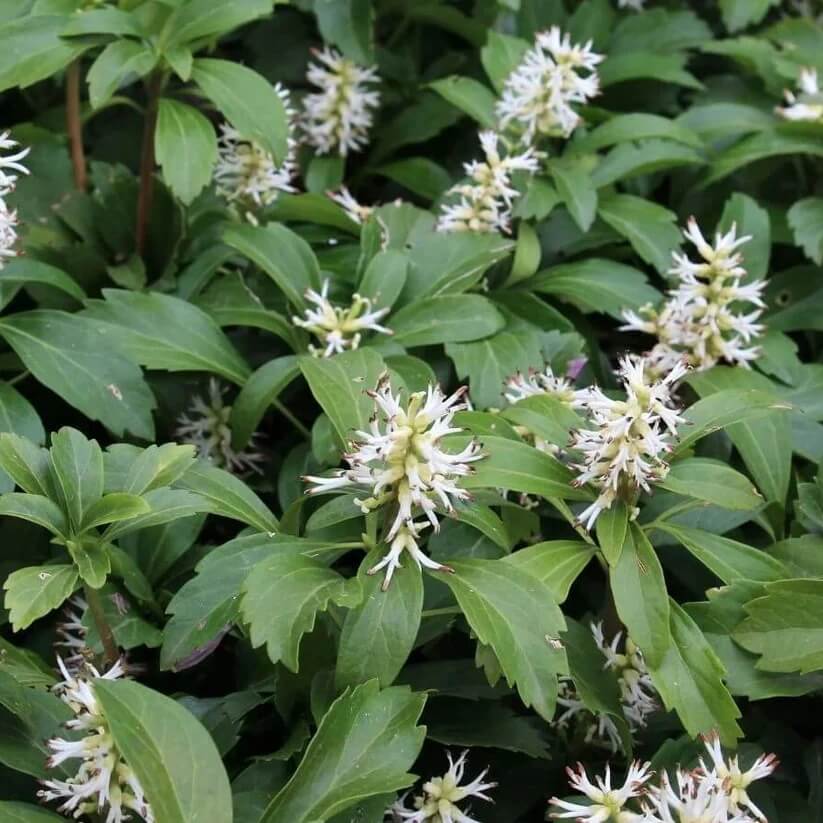 pachysandra  Seeds
