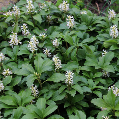 pachysandra  Seeds