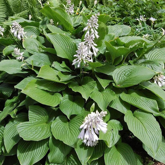 pachysandra  Seeds