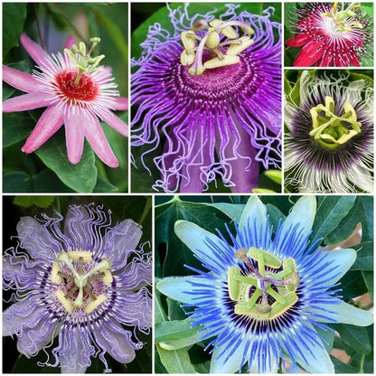 passion flowers seeds