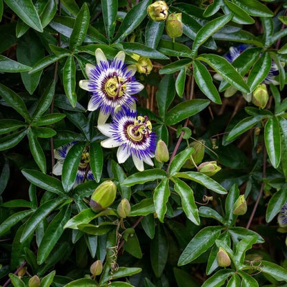 passion flowers seeds