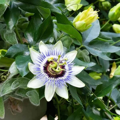 passion flowers seeds