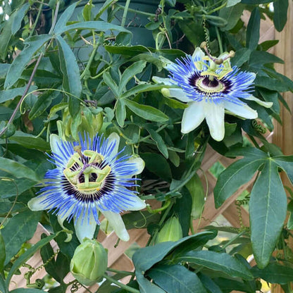 passion flowers seeds