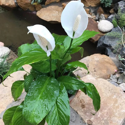 Spathiphyllum Wallisii seeds - Flower Plant