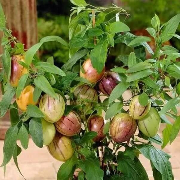 pepino seeds