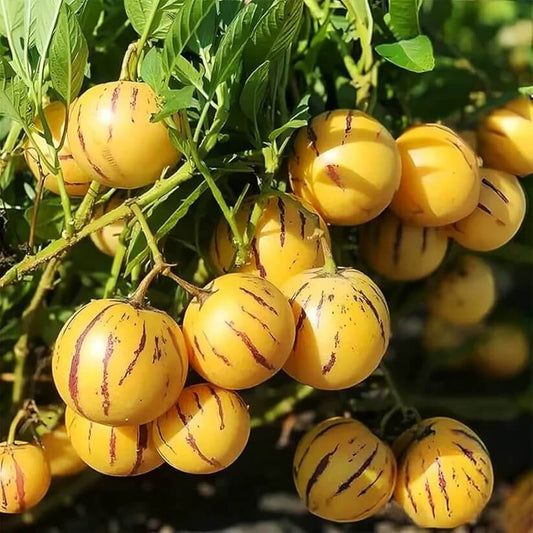 pepino seeds