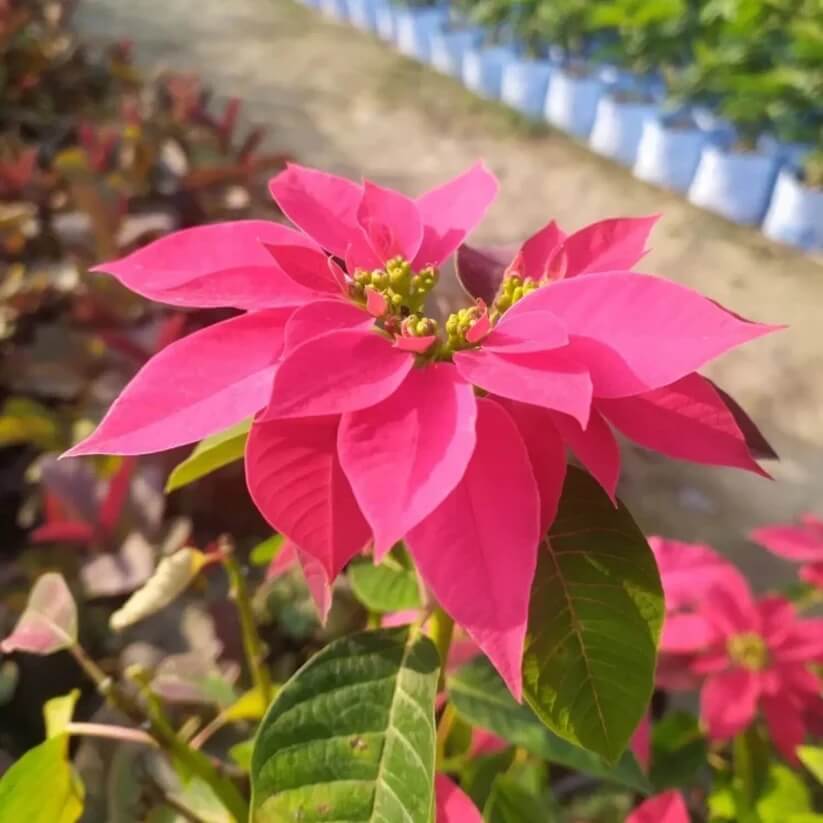 pink Poinsettia  Seeds