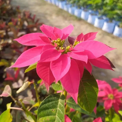pink Poinsettia  Seeds