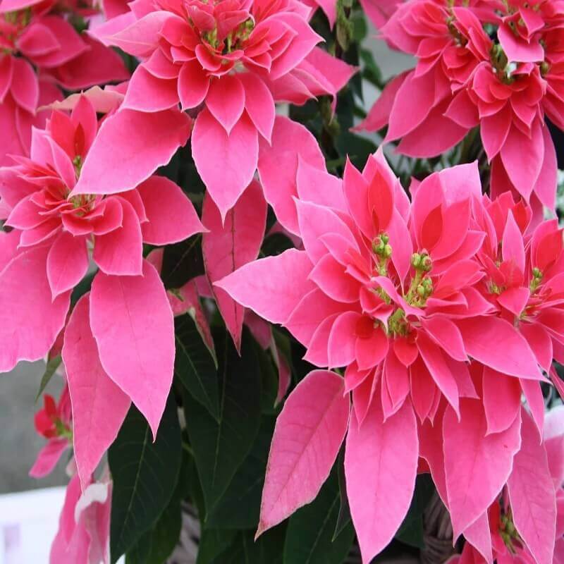 pink Poinsettia  Seeds