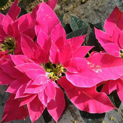 pink Poinsettia  Seeds