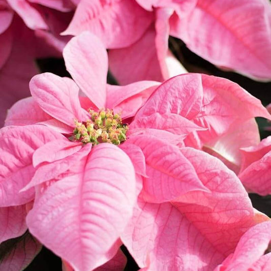 pink Poinsettia  Seeds