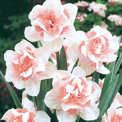 pink and white Daffodils Seeds