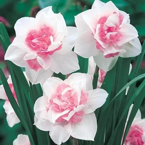 pink and white Daffodils Seeds