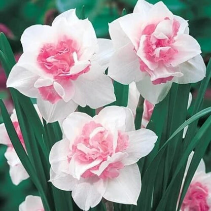 pink and white Daffodils Seeds
