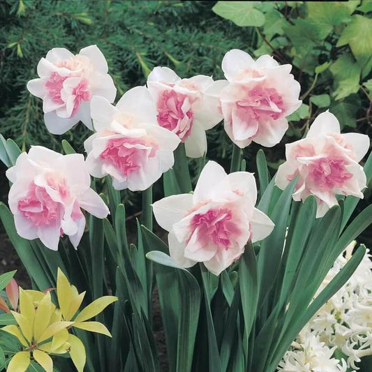 pink and white Daffodils Seeds