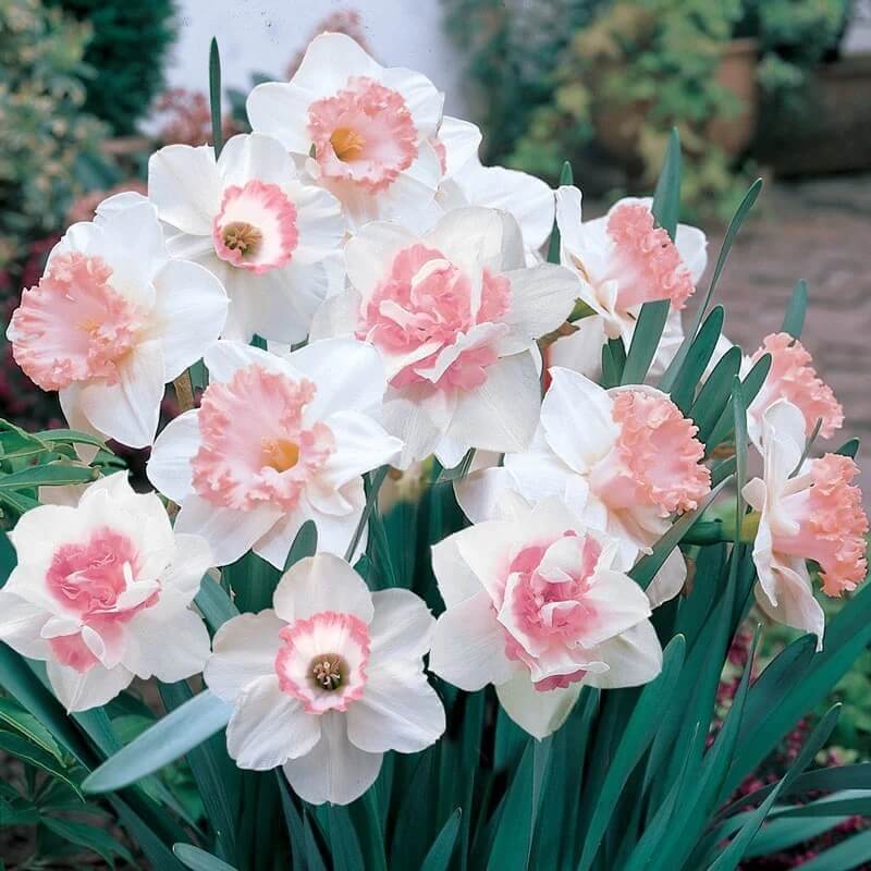 pink and white Daffodils Seeds