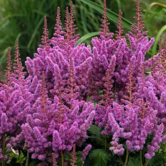 pink purple astilbe bunter seeds